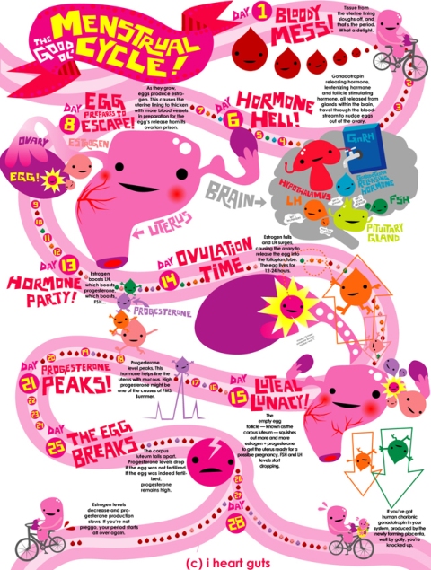 menstrual cycle infographic